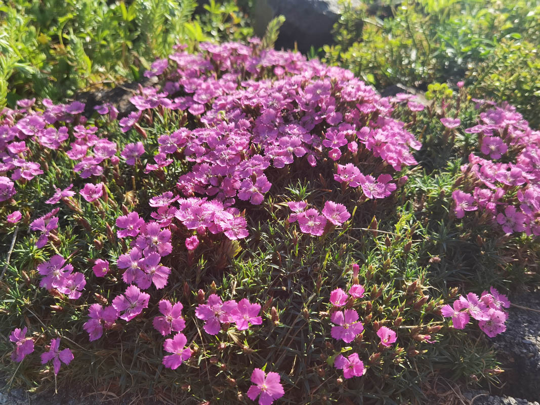 Dianthus 'Eileen Lever' 5